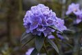 Rhododendron augustinii Blue Wonder-7 Różanecznik
